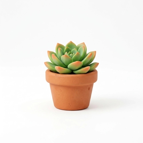 Plants