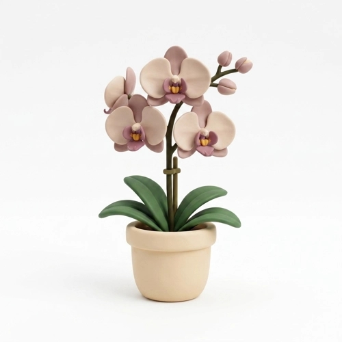 Orchids Plants