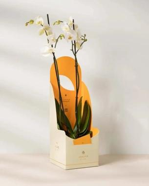 White orchid gift