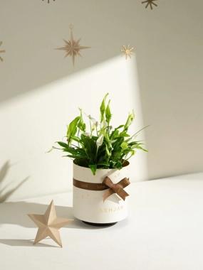 Graduation Package | Peace Lily