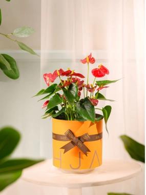 Red Anthurium Package