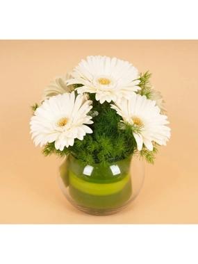 The white Gerbera 