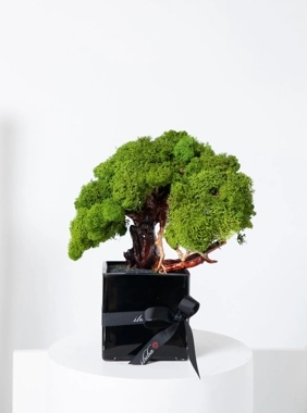 Bonsai square vase - long life