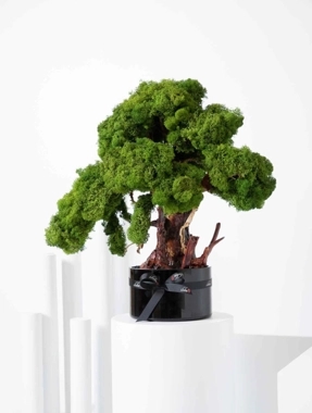 Bonsai round vase - long life