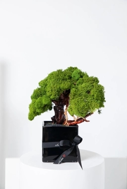 Bonsai square vase - long life