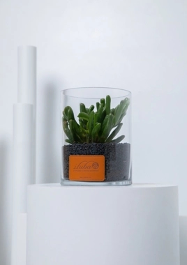 Crassula gollum plant