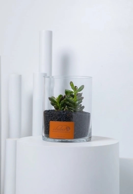 Crassula hobbit plant