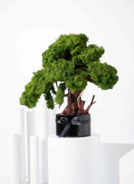 Bonsai round vase - long life