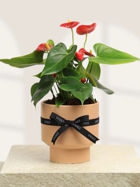 Red anthurium plant