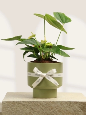 White anthurium plant