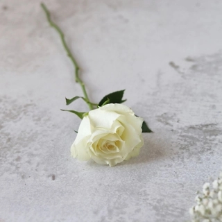 Fresh white rose