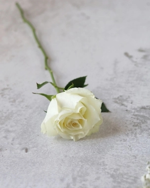 Fresh rose white