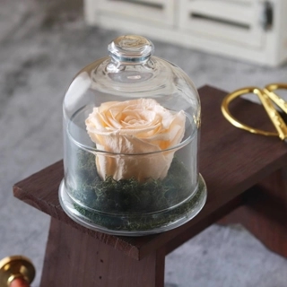 Preserved rose apricot d