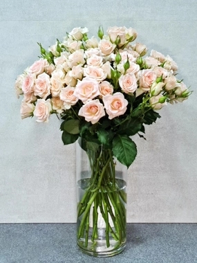 Pink Beauty 2000