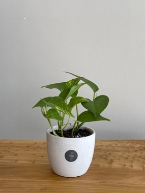 Natural white pothos plant