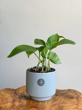 Natural pothos plant 3
