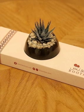 Howarthia plant distributions