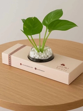 Pothos plant holder