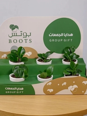 Natural Peperomia Plant Box