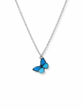 morpho