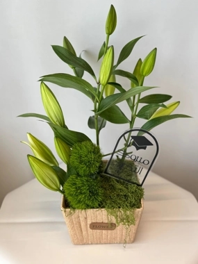 Occasion gift 11