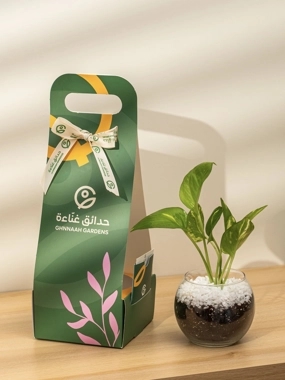 Pothos Plant