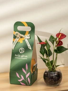 Anthurium plant