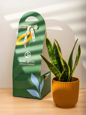 Snake Plant