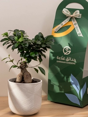 Bonsai plant