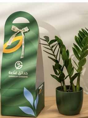 Zamioculcas plant