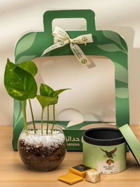 Pothos Plant and Chocolate
