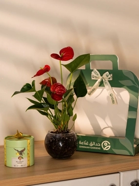 Anthurium plant with chocolate
