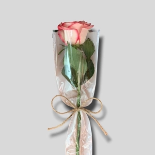 Al-Juri Color Bank distributions