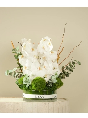 Orchid Serenity