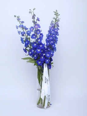 Azure Delphinium Dream