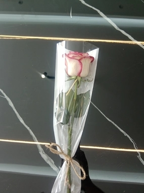 double colour Rose