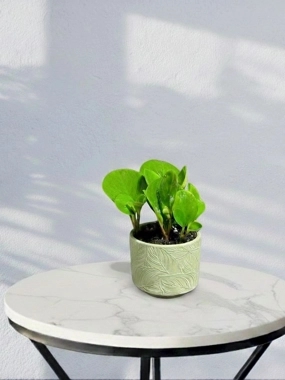 Peperomia