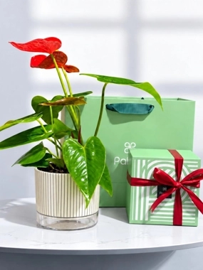 Anthurium plant