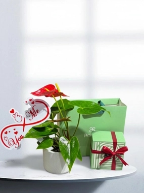 Anthurium plant 2
