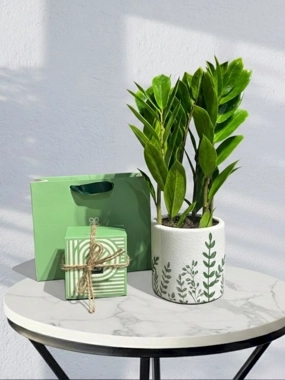 Zamioculcas with Patchi