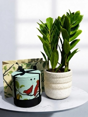 Zamia plant with anush