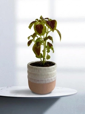 Carpet plant 2