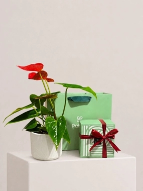 Anthurium plant