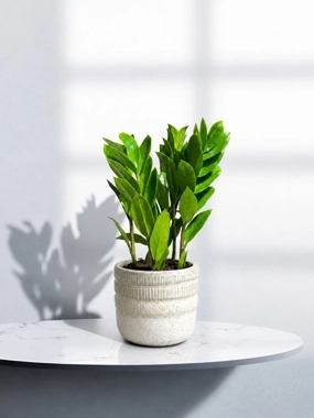 Zamia plant