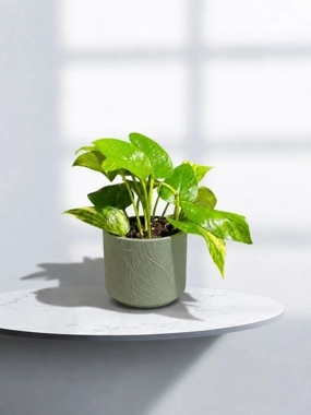 Scandapos plant