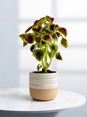 Carpet Plant 1