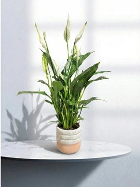 Peace lily