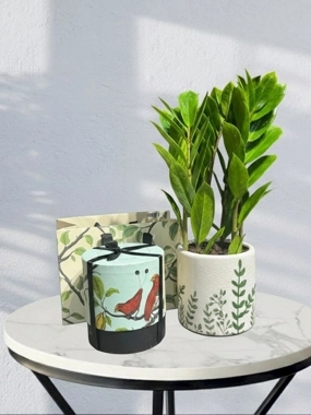 Zamia plant with anush