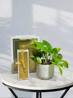 Scandicus plant with garden chocolate