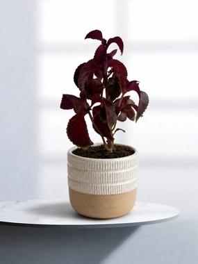 Carpet plant 3